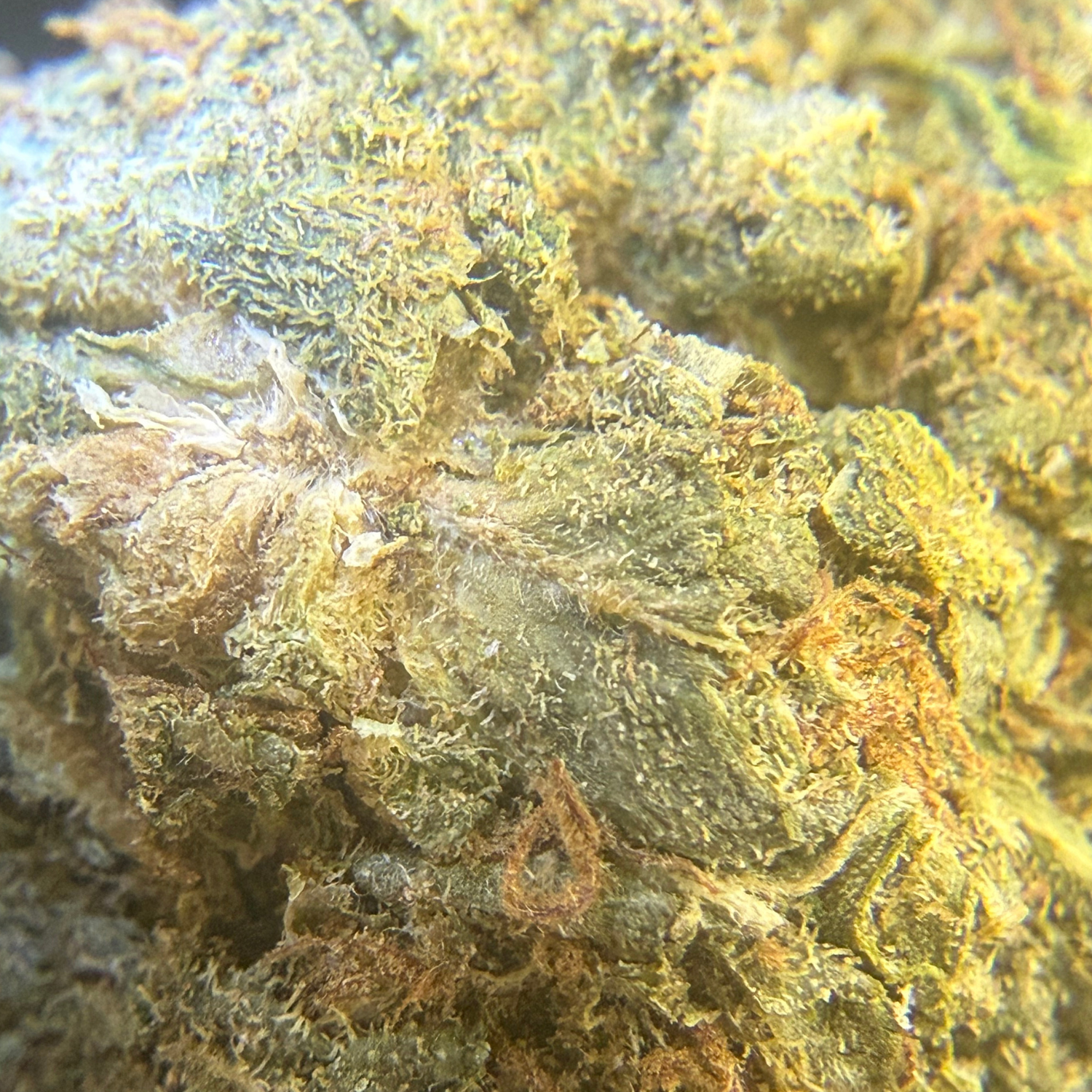 Kosher Kush Exterior Regular