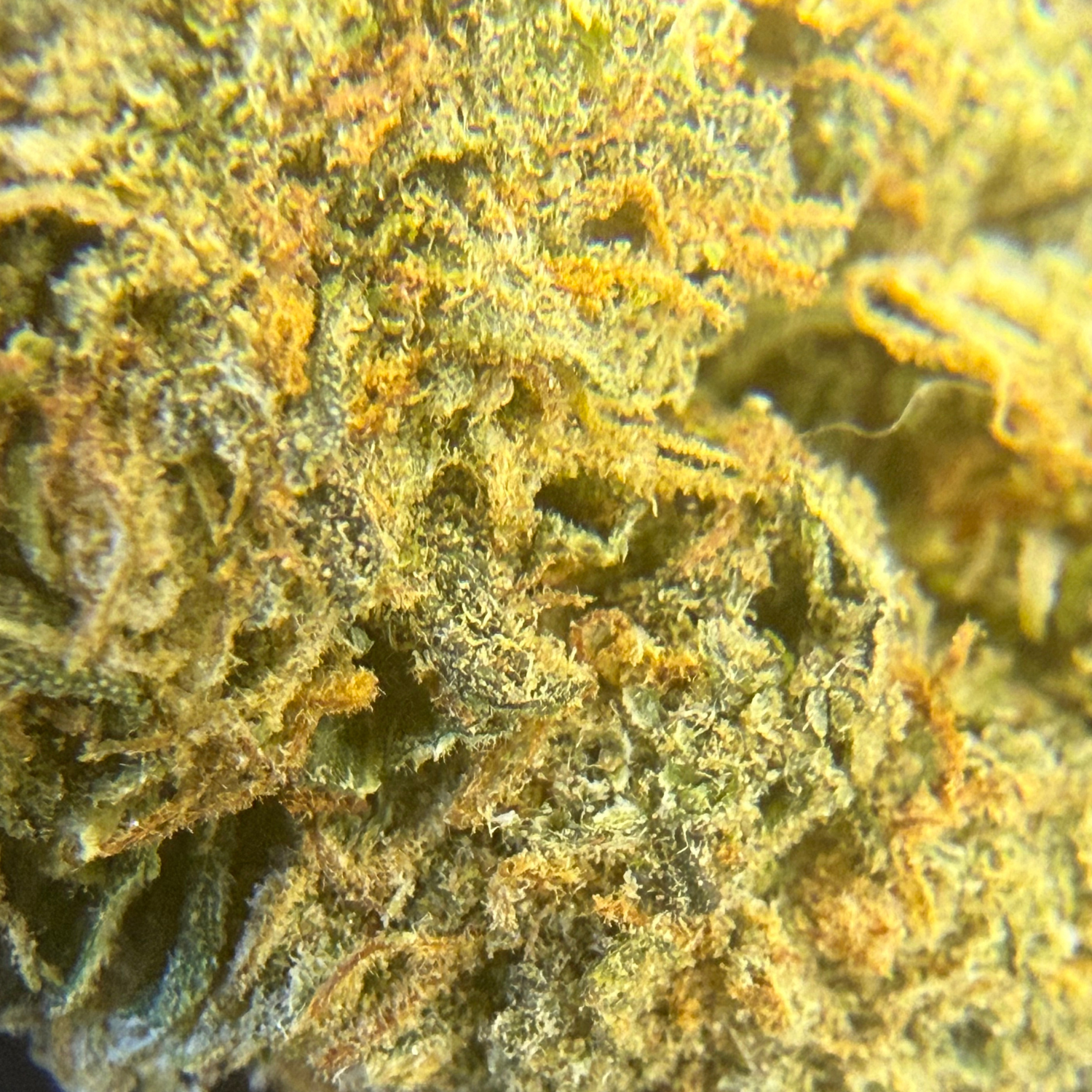Gelato × Tropicana Indoor Clásica