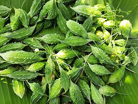 MITHI PAGAL SHORT BITTER GOURD (மிதி பாகல்)
