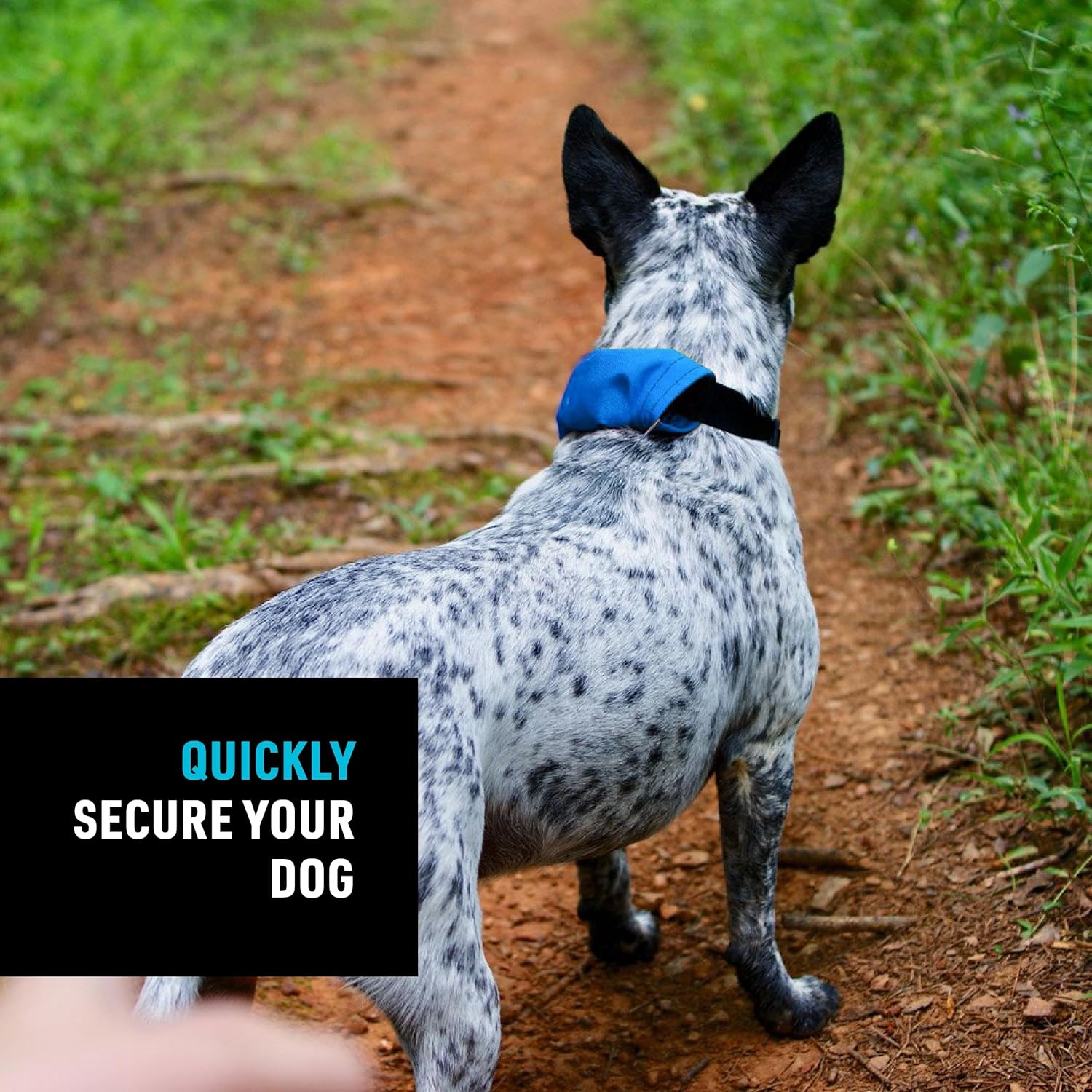 Nite Ize RadDog All-in-One Collar and Leash - Heavy-Duty Built-In 36-inch Retractable Leash