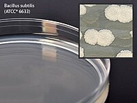 Mueller Hinton Agar Prepared Media Dehydrated (PK/10EA) Mueller Hinton Agar Prepared Media Dehydrated (PK/10EA)