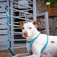 Nite Ize SlideLock Pet S-Biner, Stainless Steel Locking Carabiner for Leash and Gear