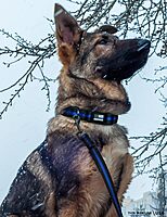 THIN BLUE LINE USA Thin Blue Line Dog Collar