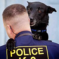 THIN BLUE LINE USA Thin Blue Line Dog Collar