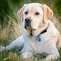 Nite Ize MicroLink Pet Tag Carabiner, Stainless Steel Cat and Dog Tag Clip, 2 Count (Pack of 1) LABEL