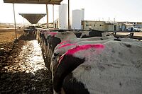 All-Weather Paintstik Livestock Marker