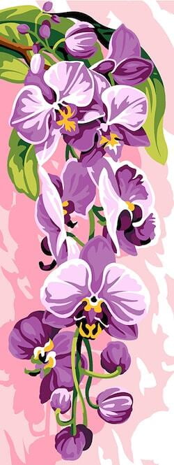 Orchidea Selvaggia Orchidea Selvaggia