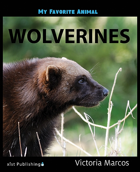 My Favorite Animal: Wolverines