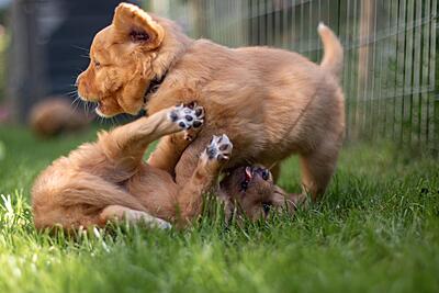 12.04.2026 Vom Welpen zum Familienhund Vorbereitung & Aufbau Teil 1 & Teil 2 31.05.2026