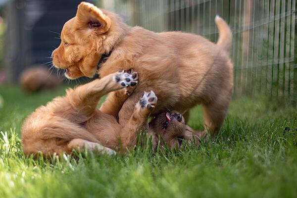 12.04.2026 Vom Welpen zum Familienhund Vorbereitung & Aufbau Teil 1 & Teil 2 31.05.2026 12.04.2026 Vom Welpen zum Familienhund Vorbereitung & Aufbau Teil 1 & Teil 2 31.05.2026