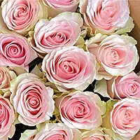 15 Blush Pink Rose Bouquet