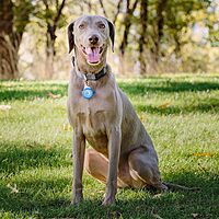 NITE IZE WearAbout Pet Clippable Tracker Holder for Apple AirTag with Locking Carabiner