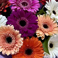 15 Colorful Gerbera Bouquet