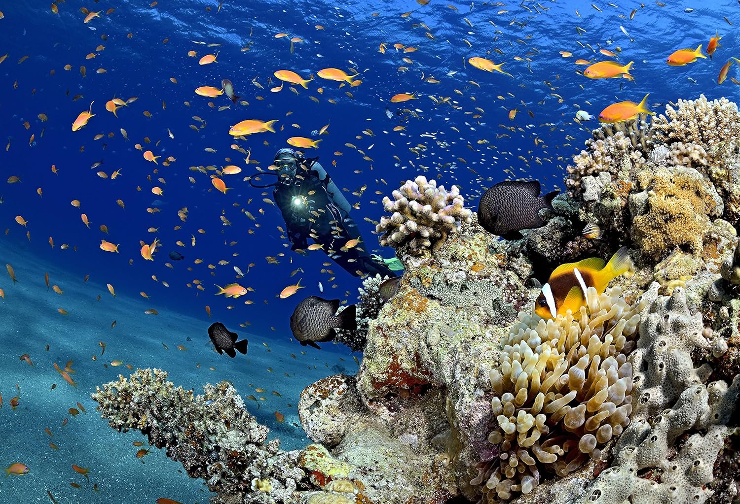 PRINCETON TEC League LED Flashlight - Neon Yellow