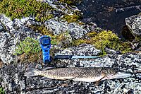 Cold Steel 8" Filet Knife | Durable German 4116 Stainless Steel Fixed Blade Knife with Ergonomic Kray-Ex Handle | Precision