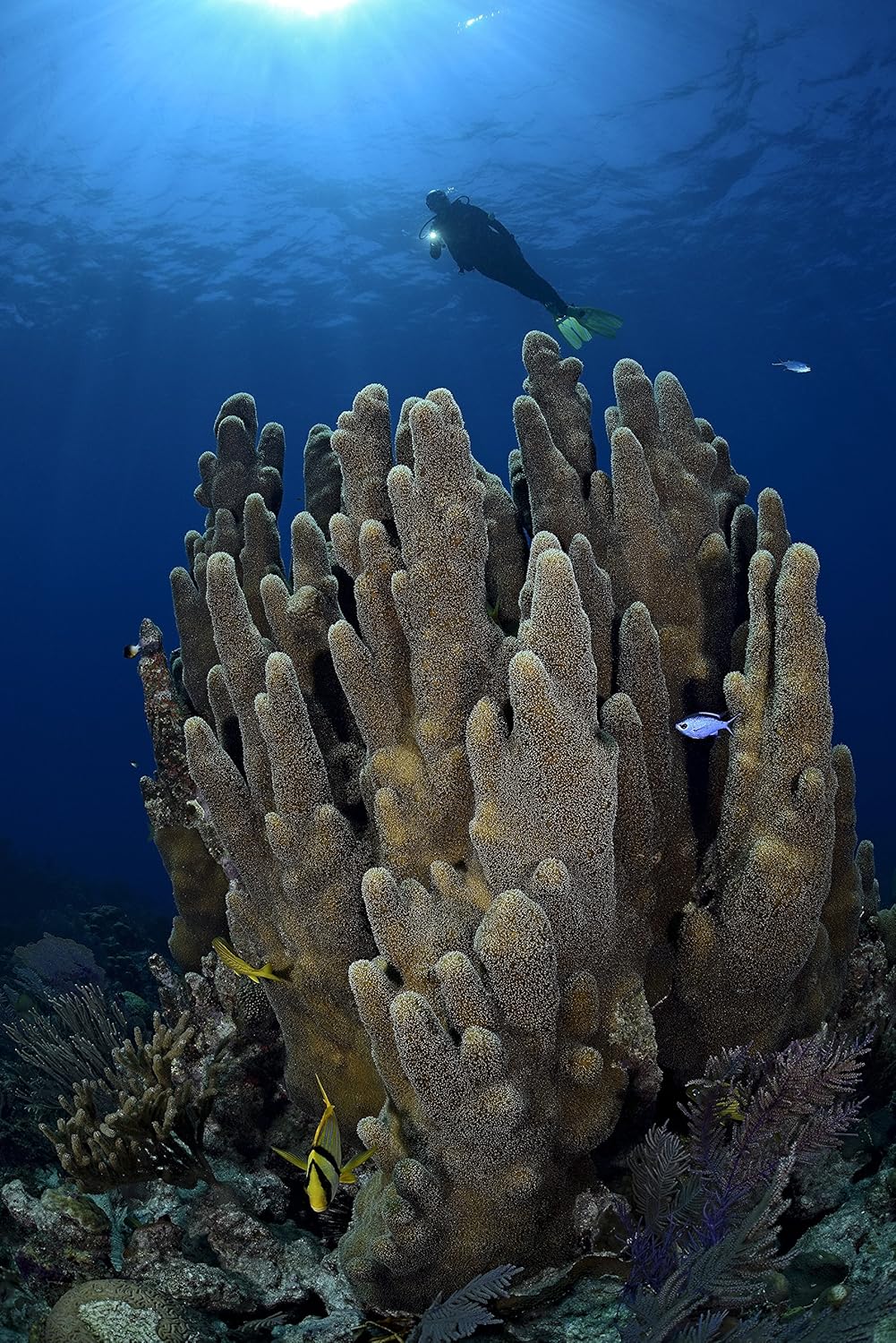 PRINCETON TEC League LED Flashlight - Neon Yellow