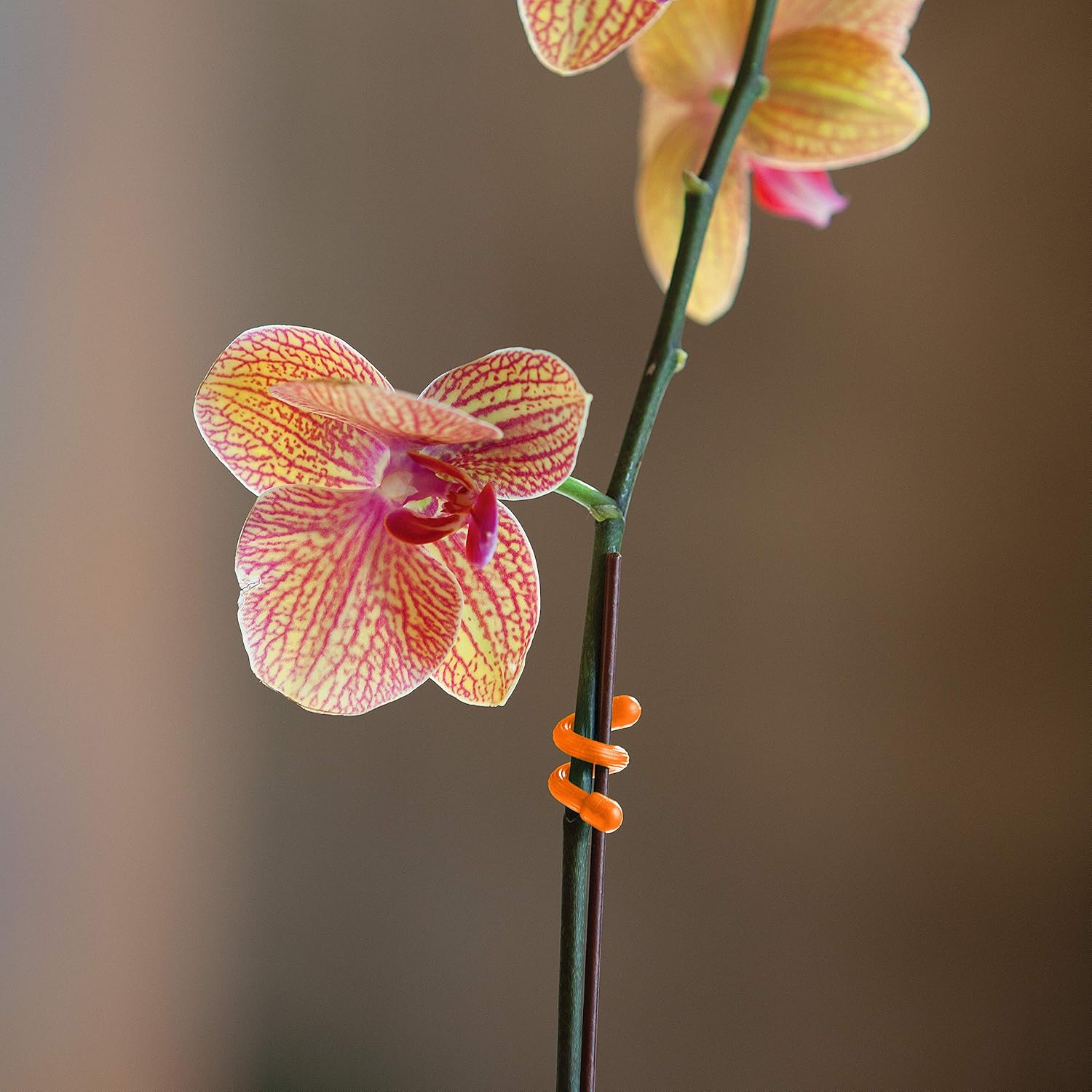 Nite Ize Original Gear Tie Reusable Rubber Twist Cord Organizers