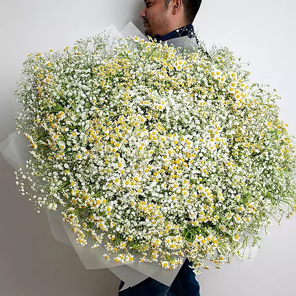 101 Gypsophila And Daisy Grand Luxury Bouquet