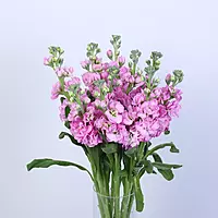 11 Pink Matthiola Flower Vase