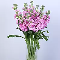 11 Pink Matthiola Flower Vase