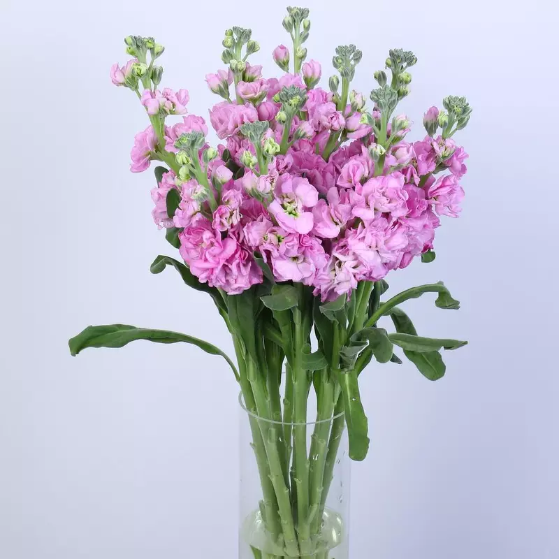 11 Pink Matthiola Flower Vase