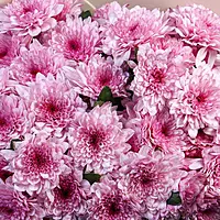 11 Pink Chrysanthemum Bouquet