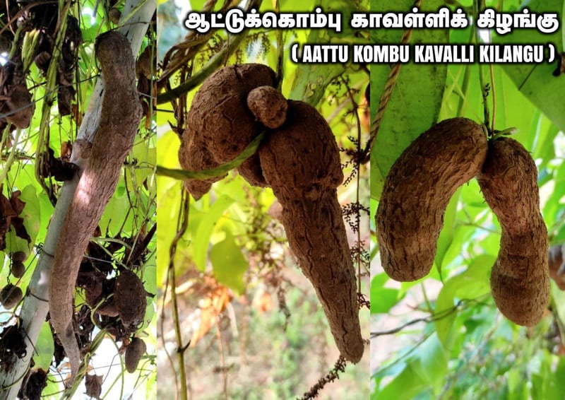 Aattu Kombu Kavalli Kilangu