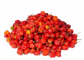 AgriBloom Habanero-Red AgriBloom Habanero-Red