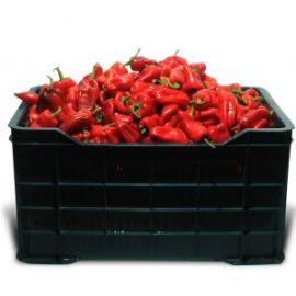 AgriBloom Habanero-Red AgriBloom Habanero-Red
