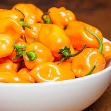 AgriBloom Habanero-Yellow AgriBloom Habanero-Yellow
