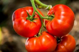 AgriBloom Tomato AgriBloom Tomato