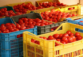 AgriBloom Tomato AgriBloom Tomato