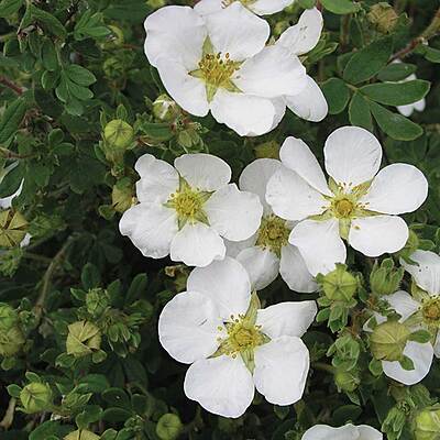 ABBOTSWOOD POTENTILLA