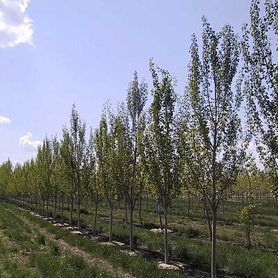 ADVANCE UPRIGHT TREMBLING ASPEN