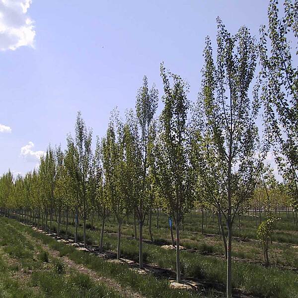 ADVANCE UPRIGHT TREMBLING ASPEN