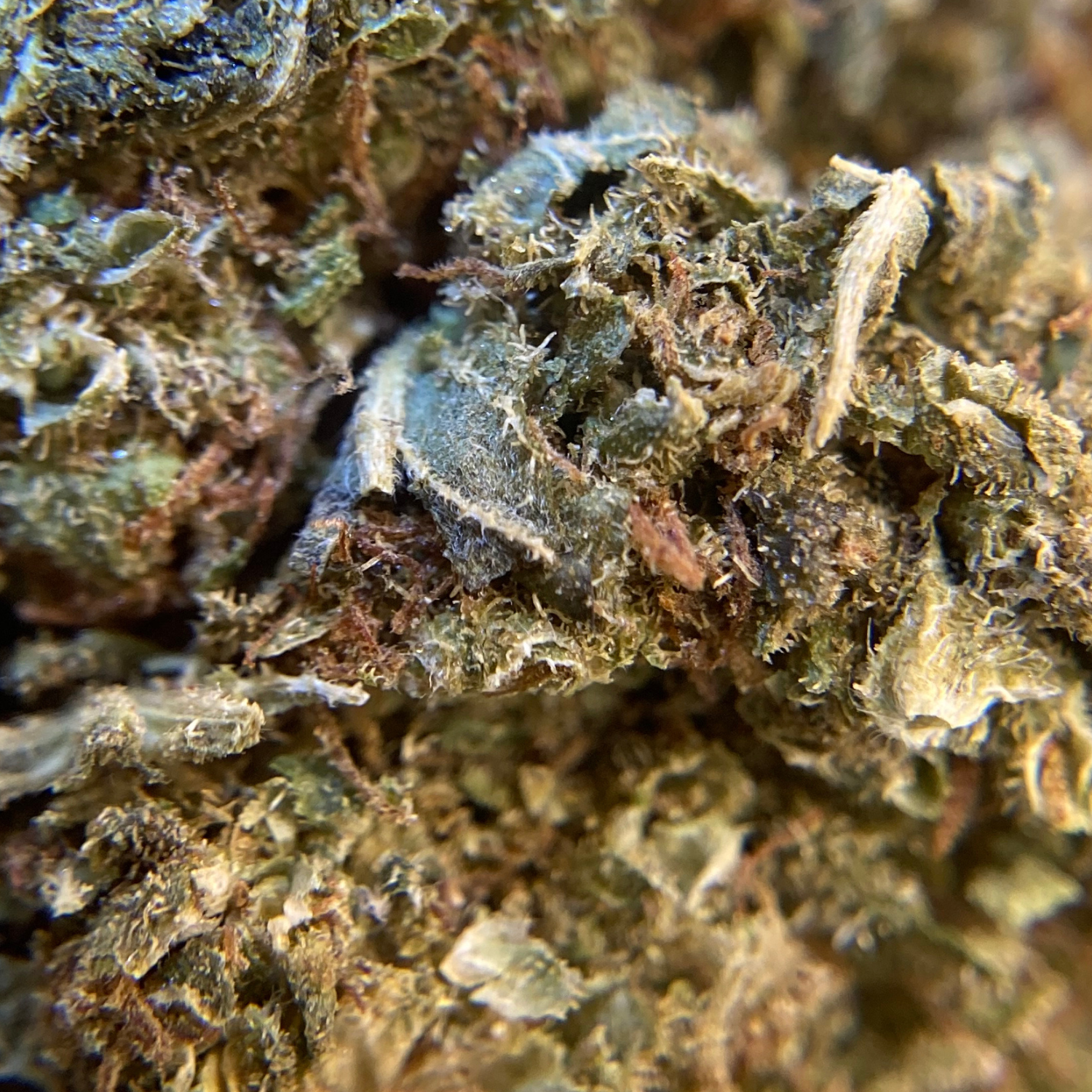 Afghan Kush Exterior Regular