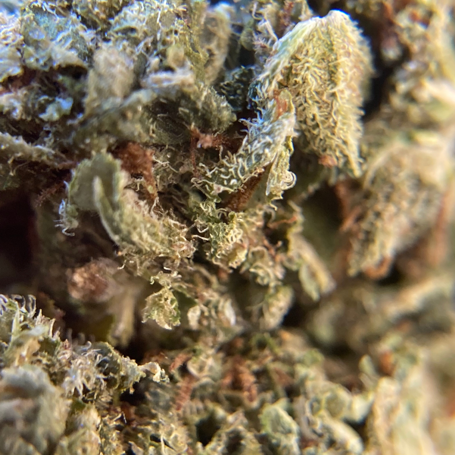 Afghan Kush Exterior Regular