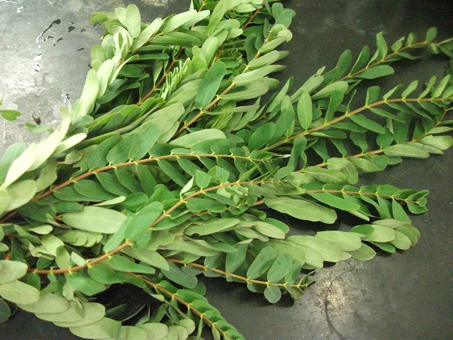 AGATHI KEERAI ( HUMMING BIRD TREE SEEDS )