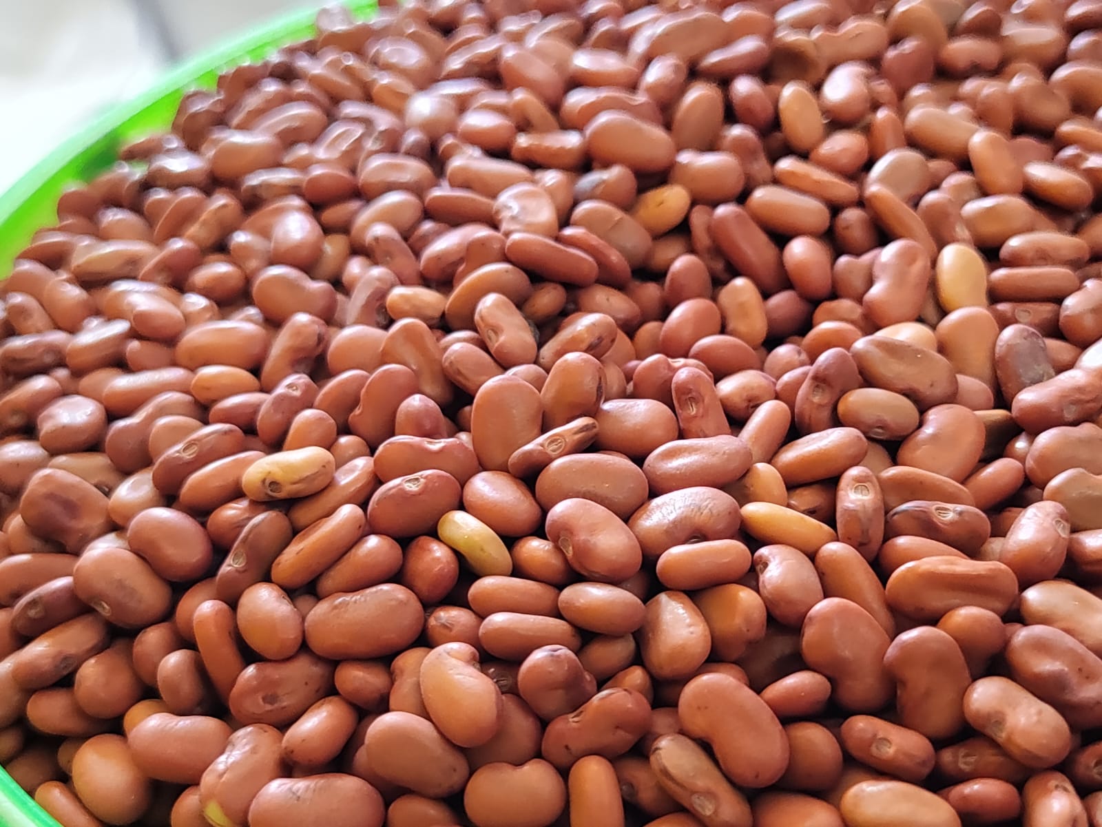 AGATHI KEERAI ( white HUMMING BIRD TREE SEEDS ) (அகத்திகீரை)