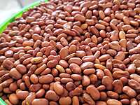 AGATHI KEERAI ( white HUMMING BIRD TREE SEEDS ) (அகத்திகீரை)