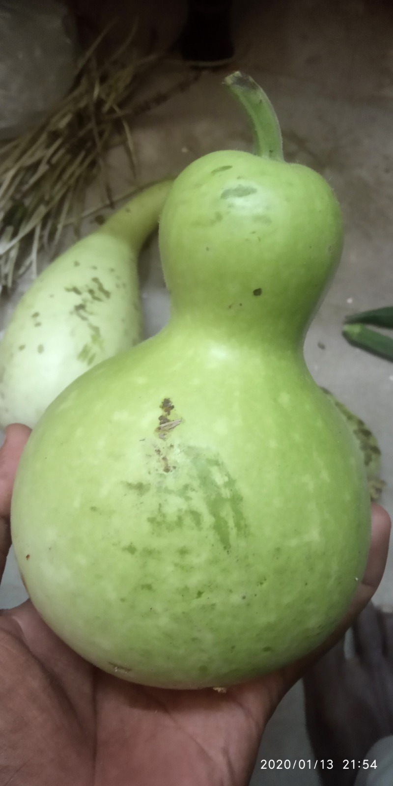 Agathiyar Bottlegourd ( அகத்தியர் சுரைக்காய்)