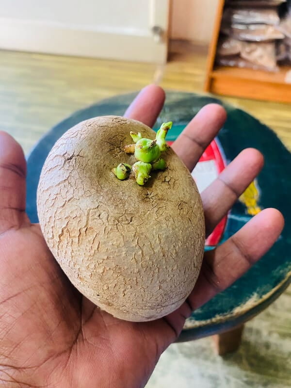 Air potato கொடி உருளை விதை கிழங்கு