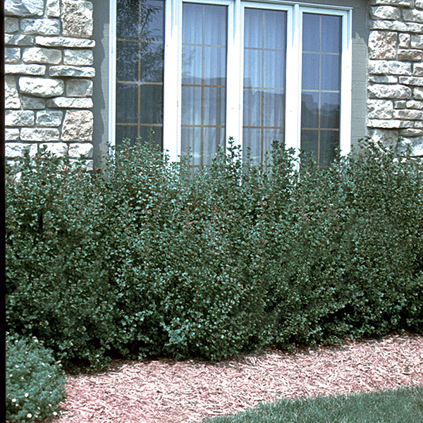 ALPINE CURRANT (RIBES ALPINUM)
