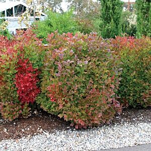 COMPACT AMERICAN CRANBERRY (VIBURNUM TRILOBUM COMPACTUM)