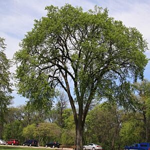 AMERICAN ELM (ULMUS AMERICANA)