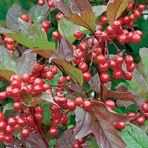 HIGHBUSH AMERICAN CRANBERRY (VIBURNUM TRILOBUM)