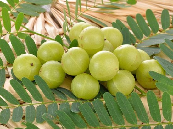 Amla (பெருநெல்லி )