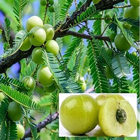 Amla (பெருநெல்லி )