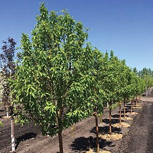 AMUR CHERRY (PRUNUS MAACKII)