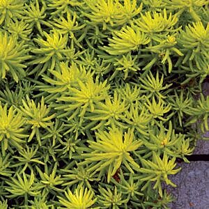 ANGELINA STONECROP (SEDUM RUPESTRE ‘ANGELINA’)